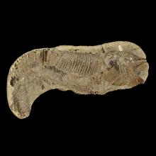 Fossile dAspidorhynchus